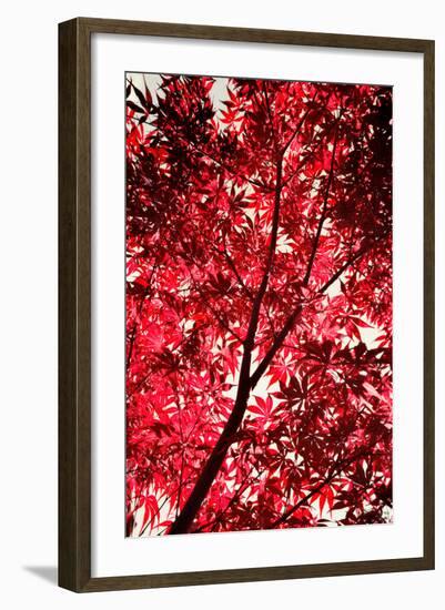 Red on Air-Philippe Sainte-Laudy-Framed Photographic Print