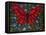 Red On Blue Butterfly-Holly Carr-Framed Premier Image Canvas