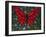 Red On Blue Butterfly-Holly Carr-Framed Giclee Print