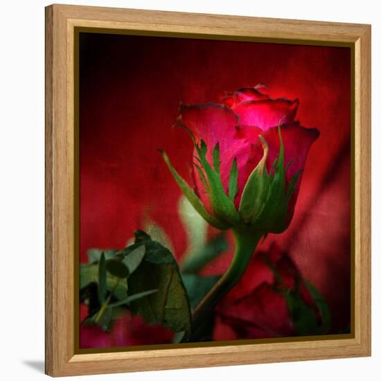 Red on Red-Philippe Sainte-Laudy-Framed Premier Image Canvas