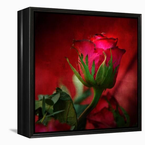 Red on Red-Philippe Sainte-Laudy-Framed Premier Image Canvas