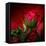 Red on Red-Philippe Sainte-Laudy-Framed Premier Image Canvas