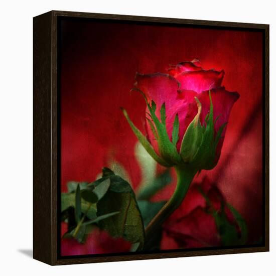 Red on Red-Philippe Sainte-Laudy-Framed Premier Image Canvas