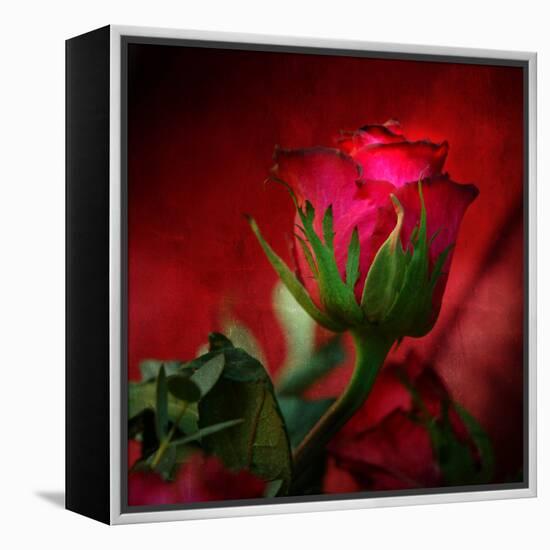 Red on Red-Philippe Sainte-Laudy-Framed Premier Image Canvas