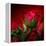 Red on Red-Philippe Sainte-Laudy-Framed Premier Image Canvas