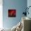 Red on Red-Philippe Sainte-Laudy-Photographic Print displayed on a wall