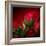 Red on Red-Philippe Sainte-Laudy-Framed Photographic Print