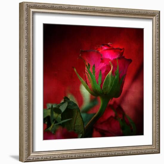 Red on Red-Philippe Sainte-Laudy-Framed Photographic Print