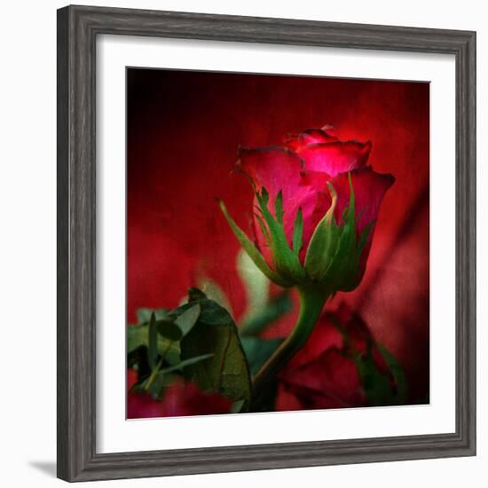 Red on Red-Philippe Sainte-Laudy-Framed Photographic Print