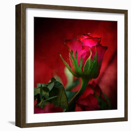 Red on Red-Philippe Sainte-Laudy-Framed Photographic Print