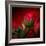 Red on Red-Philippe Sainte-Laudy-Framed Photographic Print