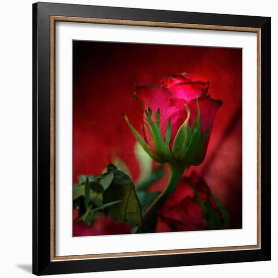 Red on Red-Philippe Sainte-Laudy-Framed Photographic Print