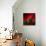 Red on Red-Philippe Sainte-Laudy-Photographic Print displayed on a wall