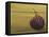 Red Onion on a Box-Gigi Begin-Framed Premier Image Canvas