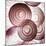 Red Onion Slices-Mark Sykes-Mounted Premium Photographic Print