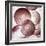 Red Onion Slices-Mark Sykes-Framed Premium Photographic Print