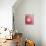 Red Onion-Greg Elms-Photographic Print displayed on a wall