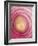 Red Onion-Greg Elms-Framed Photographic Print