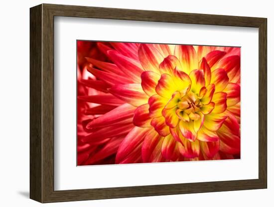 Red, Orange and Yellow Flame Colors Dahlia Flower with Yellow Center close up Macro Photo. Photo Em-null-Framed Photographic Print