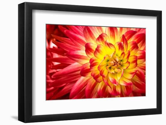 Red, Orange and Yellow Flame Colors Dahlia Flower with Yellow Center close up Macro Photo. Photo Em-null-Framed Photographic Print