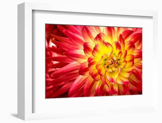 Red, Orange and Yellow Flame Colors Dahlia Flower with Yellow Center close up Macro Photo. Photo Em-null-Framed Photographic Print