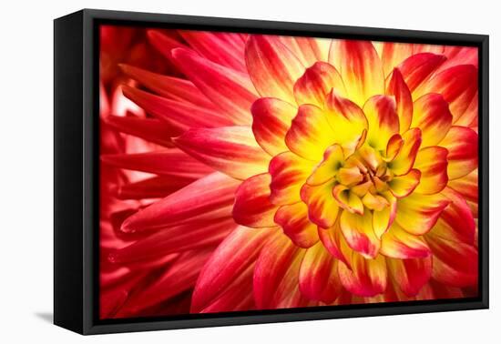 Red, Orange and Yellow Flame Colors Dahlia Flower with Yellow Center close up Macro Photo. Photo Em-null-Framed Premier Image Canvas