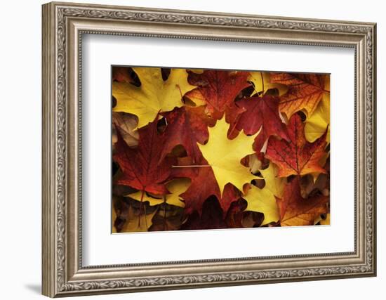 Red, Orange and yellow maples leaves in Autumn-Alan Majchrowicz-Framed Photographic Print