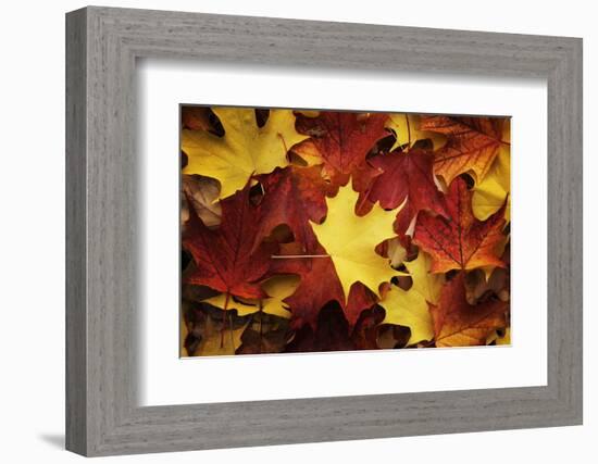 Red, Orange and yellow maples leaves in Autumn-Alan Majchrowicz-Framed Photographic Print