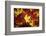 Red, Orange and yellow maples leaves in Autumn-Alan Majchrowicz-Framed Photographic Print