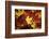 Red, Orange and yellow maples leaves in Autumn-Alan Majchrowicz-Framed Photographic Print