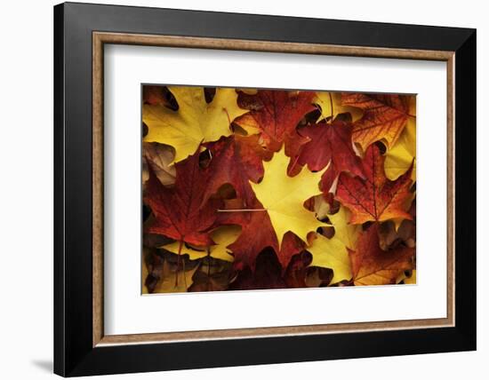 Red, Orange and yellow maples leaves in Autumn-Alan Majchrowicz-Framed Photographic Print