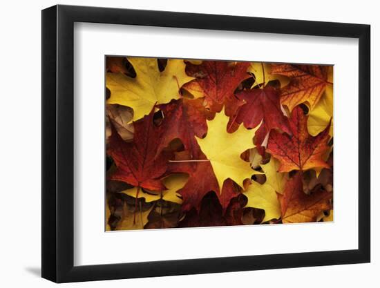 Red, Orange and yellow maples leaves in Autumn-Alan Majchrowicz-Framed Photographic Print