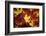 Red, Orange and yellow maples leaves in Autumn-Alan Majchrowicz-Framed Photographic Print