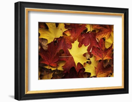 Red, Orange and yellow maples leaves in Autumn-Alan Majchrowicz-Framed Photographic Print