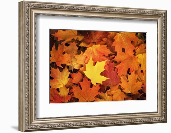 Red, Orange and yellow maples leaves in Autumn-Alan Majchrowicz-Framed Photographic Print