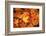 Red, Orange and yellow maples leaves in Autumn-Alan Majchrowicz-Framed Photographic Print