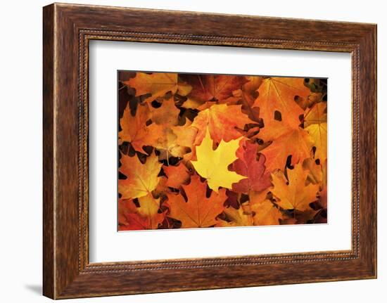 Red, Orange and yellow maples leaves in Autumn-Alan Majchrowicz-Framed Photographic Print