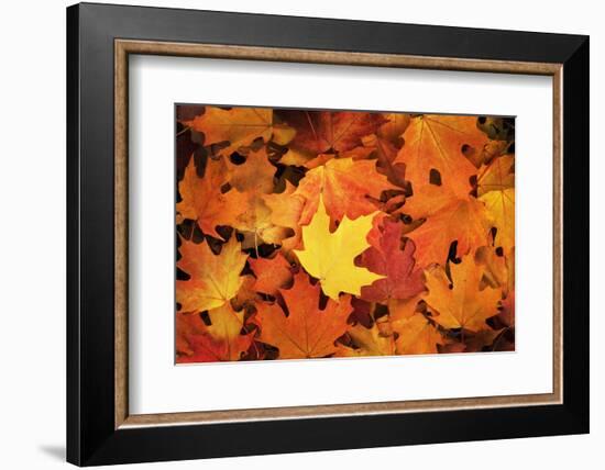 Red, Orange and yellow maples leaves in Autumn-Alan Majchrowicz-Framed Photographic Print