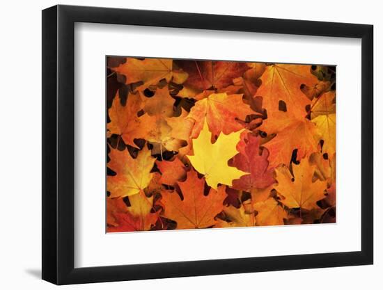 Red, Orange and yellow maples leaves in Autumn-Alan Majchrowicz-Framed Photographic Print