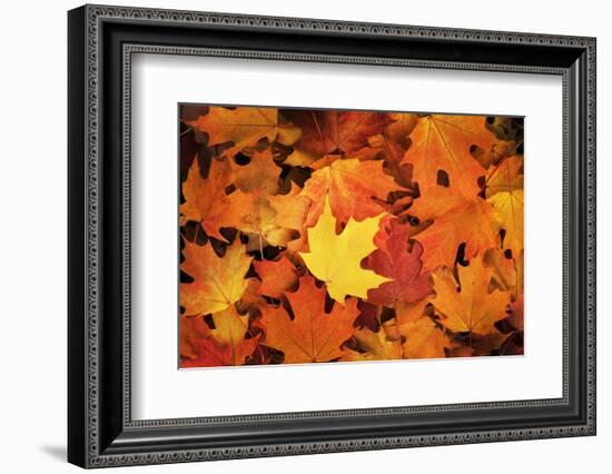 Red, Orange and yellow maples leaves in Autumn-Alan Majchrowicz-Framed Photographic Print