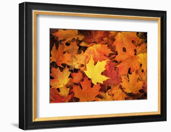 Red, Orange and yellow maples leaves in Autumn-Alan Majchrowicz-Framed Photographic Print