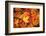 Red, Orange and yellow maples leaves in Autumn-Alan Majchrowicz-Framed Photographic Print