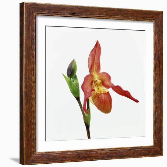 Red orchid-Micha Pawlitzki-Framed Photographic Print