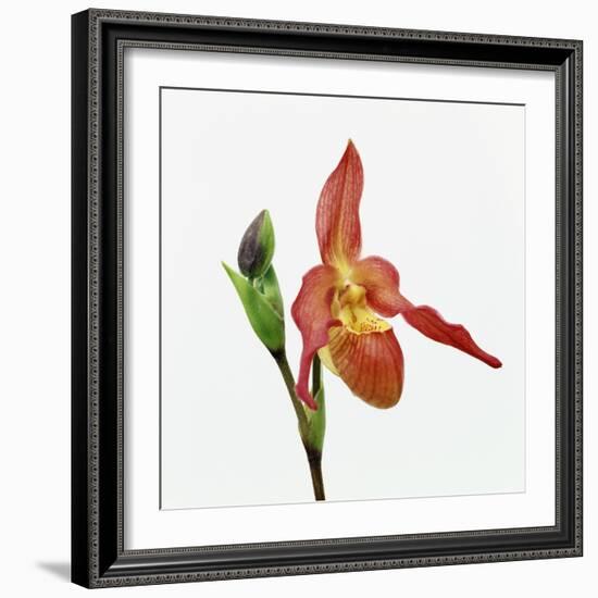 Red orchid-Micha Pawlitzki-Framed Photographic Print