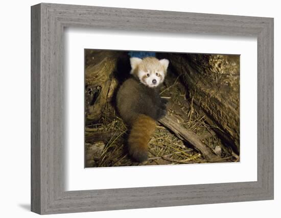 Red Panda (Ailurus Fulgens), Cub In Breeding Den, Captive, Germany, Naturschutz-Tierpark Goerlitz-Dr. Axel Gebauer-Framed Photographic Print