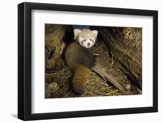 Red Panda (Ailurus Fulgens), Cub In Breeding Den, Captive, Germany, Naturschutz-Tierpark Goerlitz-Dr. Axel Gebauer-Framed Photographic Print