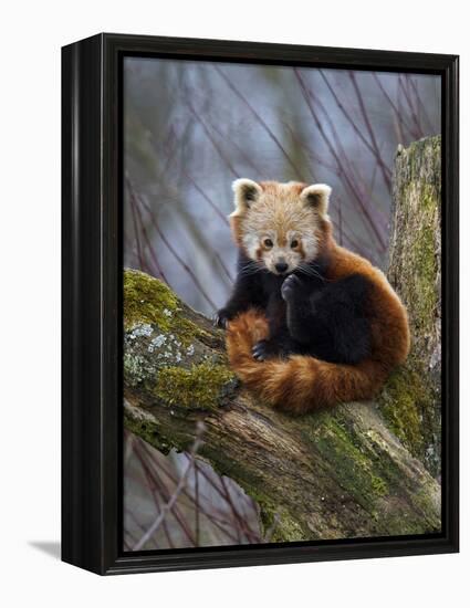 Red Panda (Ailurus Fulgens), Himalayas-Andres Morya Hinojosa-Framed Premier Image Canvas