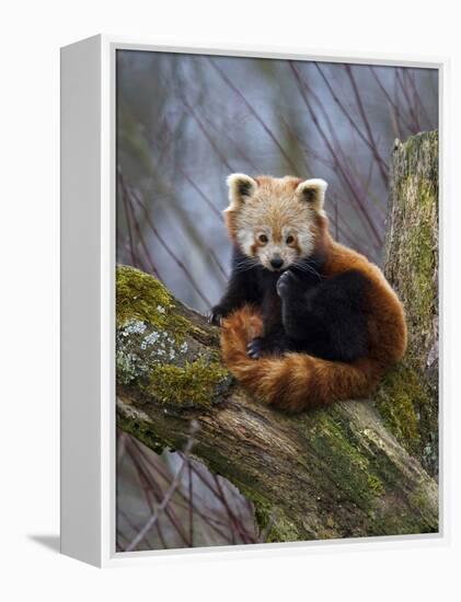 Red Panda (Ailurus Fulgens), Himalayas-Andres Morya Hinojosa-Framed Premier Image Canvas