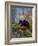 Red Panda (Ailurus Fulgens), Himalayas-Andres Morya Hinojosa-Framed Photographic Print