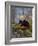 Red Panda (Ailurus Fulgens), Himalayas-Andres Morya Hinojosa-Framed Photographic Print